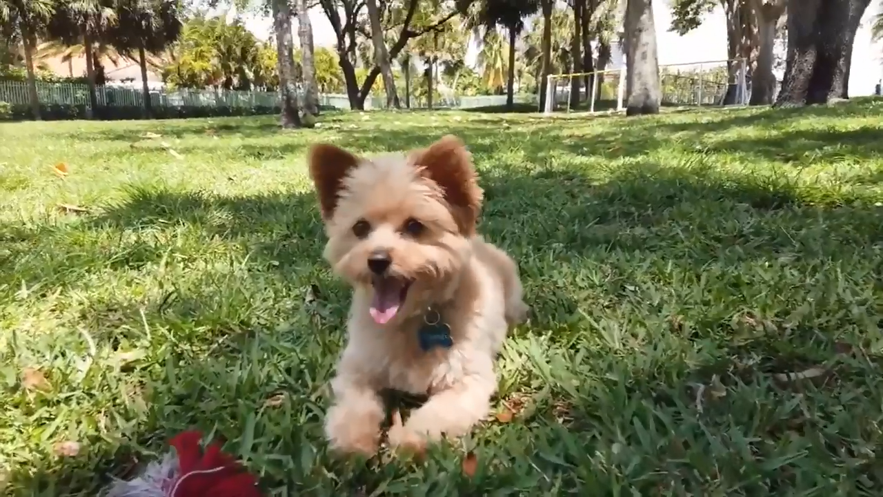 Pet owners upset after receiving notice that their Nationwide pet insurance was dropped – WSVN 7News | Miami News, Weather, Sports