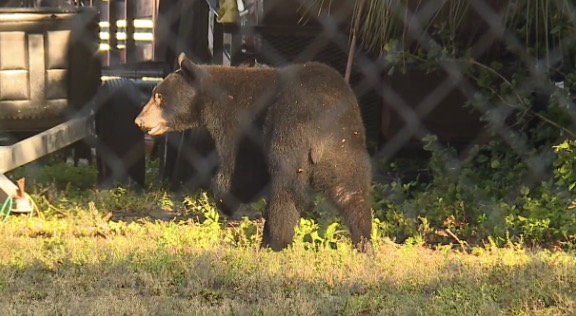 Black bear caught on camera walking around near downtown Fort Myers - WSVN 7News | Miami News, Weather, Sports | Fort Lauderdale