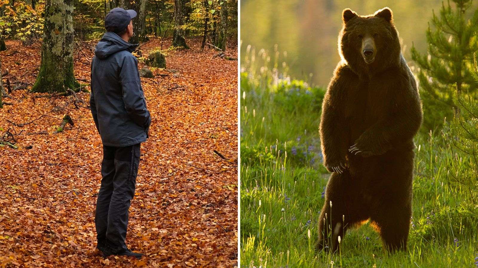 Man or bear? A viral question has spawned scary responses - WSVN 7News | Miami News, Weather, Sports - Vimarsana News