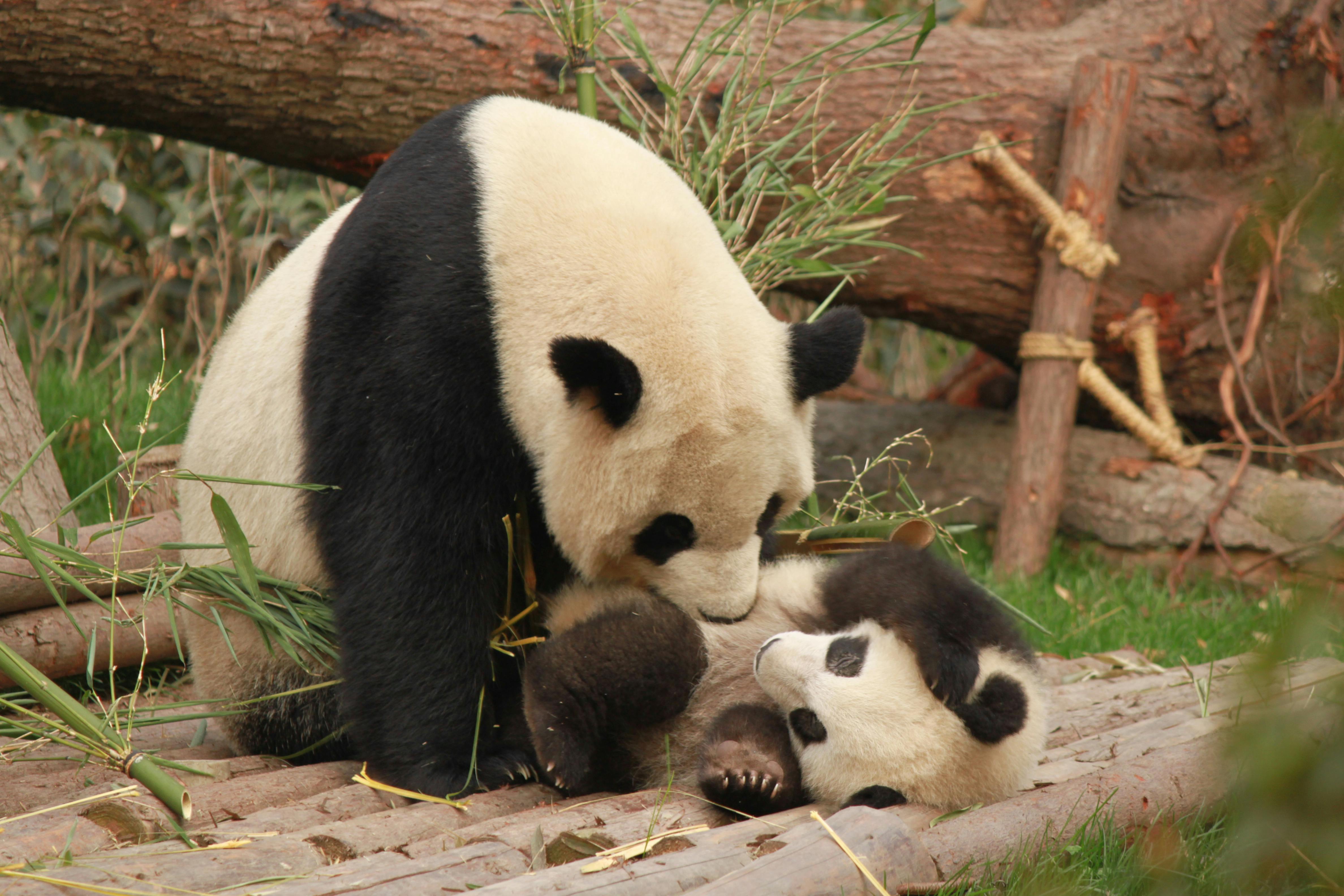 Smithsonian says 2 new giant pandas returning to Washington’s National Zoo from China by end of year – WSVN 7News | Miami News, Weather, Sports | Fort Lauderdale