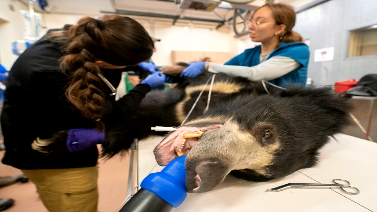 Hank, Zoo Miami’s sloth bear, undergoes physical exam – WSVN 7News | Miami News, Weather, Sports