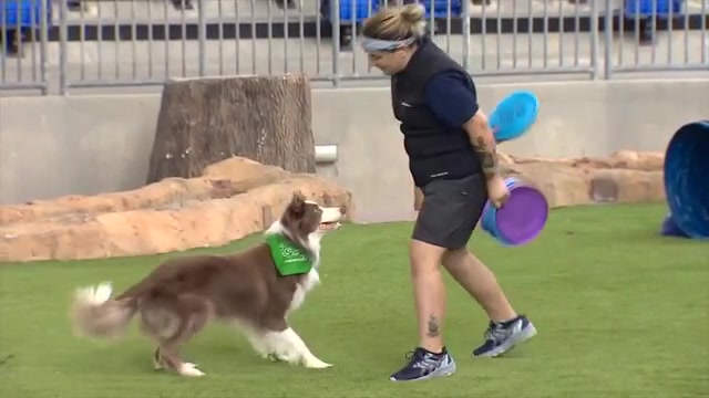 Rescue dogs show off skills at Zoo Miami’s ‘Canine Champions for Conservation’ – WSVN 7News | Miami News, Weather, Sports