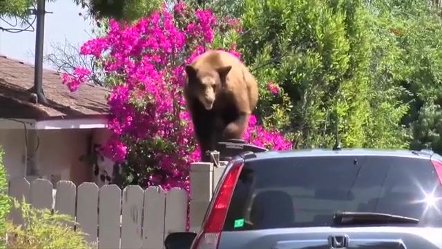 ‘It opened up my freezer!’ Bear wanders into 5 California homes in 2 hours – WSVN 7News | Miami News, Weather, Sports | Fort Lauderdale