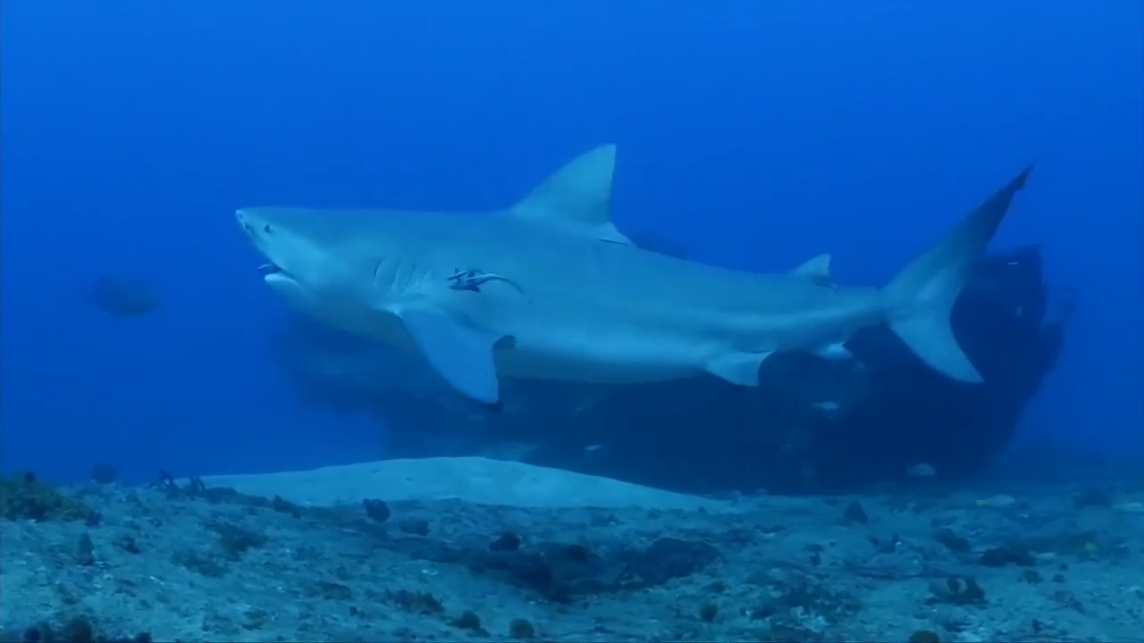 Jamaican police suspect a shark killed a teenager found dead by
