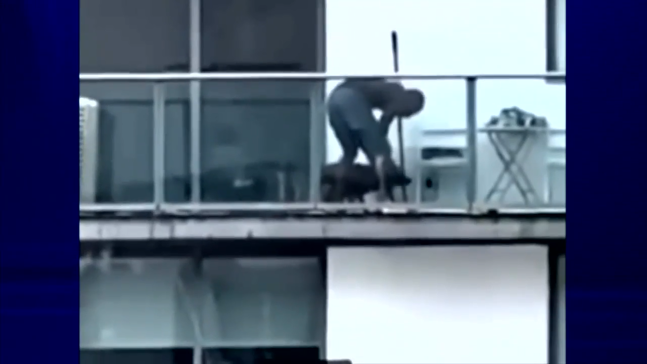 Video shows man allegedly abusing dog at apartment in Miami - WSVN ...