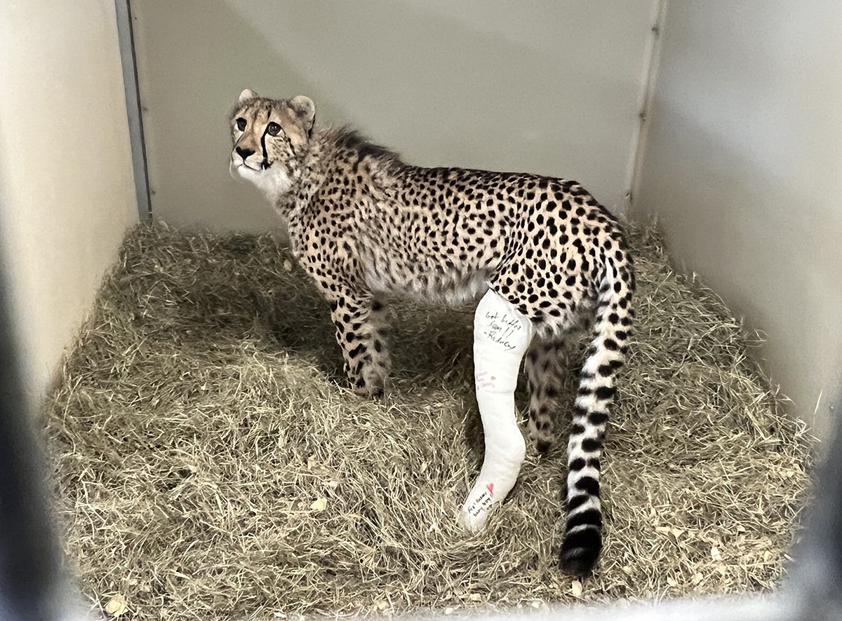 fourth of july zoo miami