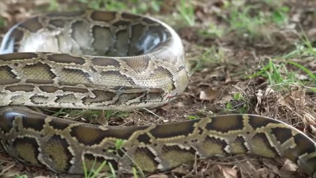 Grand prize winner removed 20 Burmese pythons from the wild in Florida ...