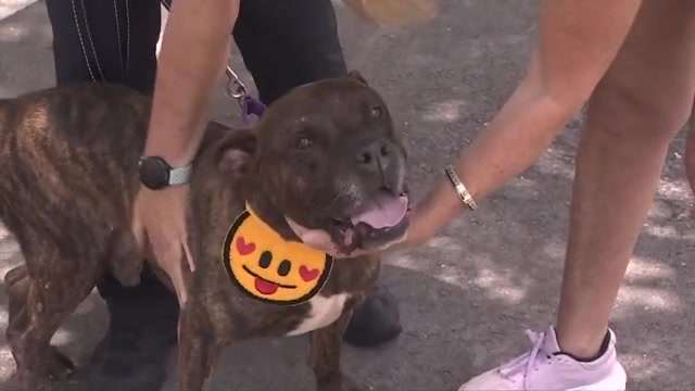 Local animal rescue teams up with Coral Springs Police to help senior dog reach ‘fur-ever’ home in Maine – WSVN 7News | Miami News, Weather, Sports | Fort Lauderdale