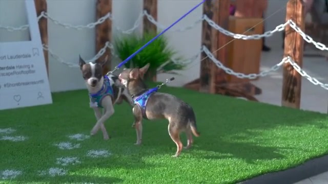 Pamper your furry bestie at Downtown Dog Days at Miami Worldcenter, Yappy Hour at Escape Rooftop bar – WSVN 7News | Miami News, Weather, Sports