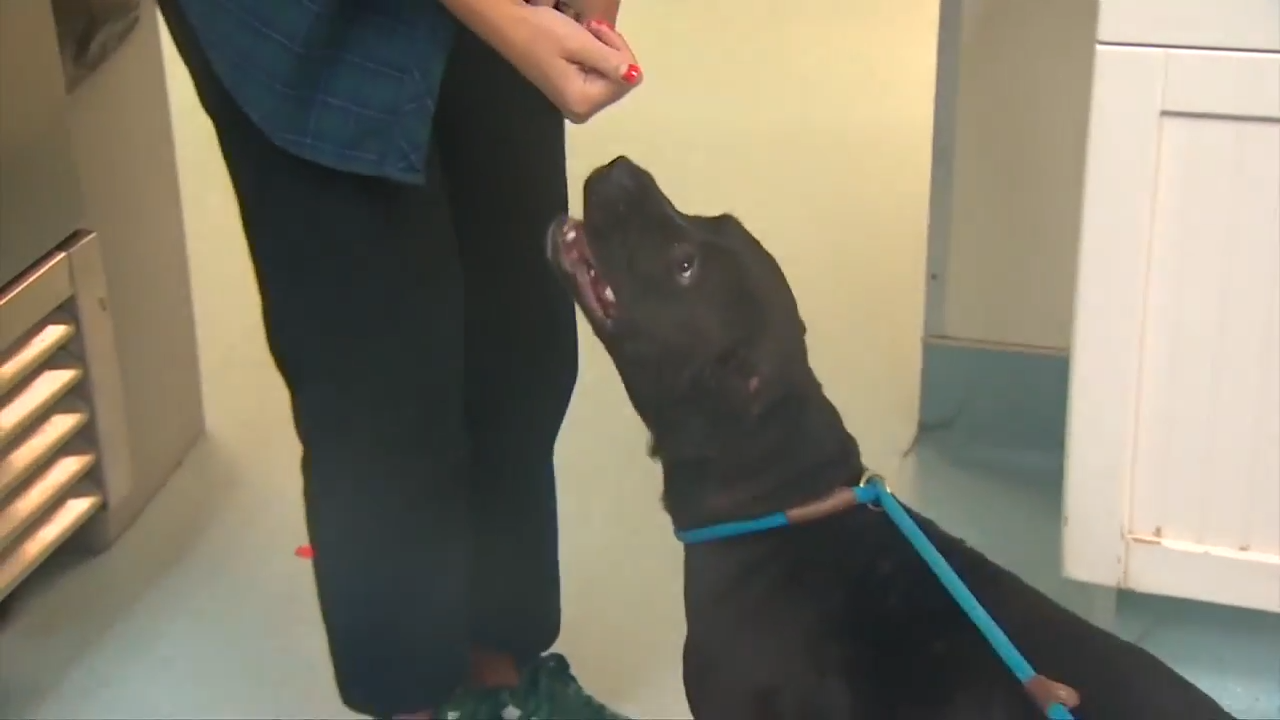 New arrivals to Humane Society of Broward put up for adoption after