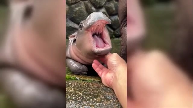 Baby pygmy hippo Moo Deng is Thailand’s latest online sensation. But her keeper is worried about her fame – WSVN 7News | Miami News, Weather, Sports | Fort Lauderdale