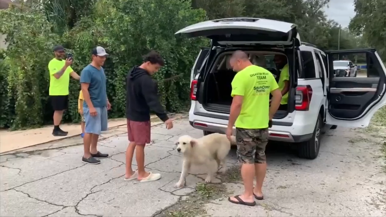 Dog reunites with owner following frightening departure during Milton evacuation – WSVN 7News | Miami News, Weather, Sports