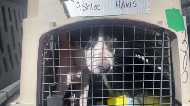 Local animal rescue travels to North Carolina to drop off supplies and pick up animals from Helene-impacted shelters – WSVN 7News | Miami News, Weather, Sports | Fort Lauderdale