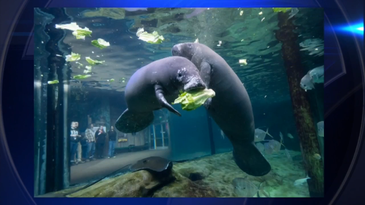 2 orphaned manatees arrive at SeaWorld Orlando to complete final stages ...