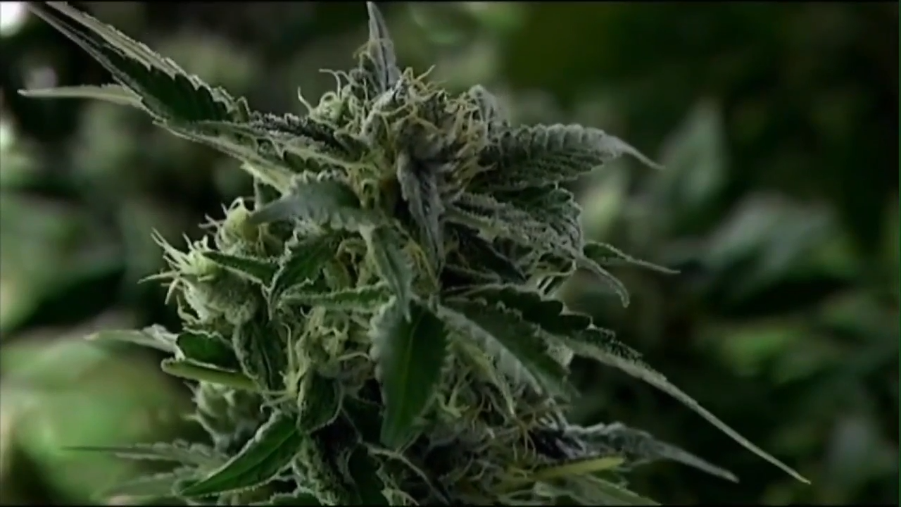 Florida Amendment 3 A closer look at the proposed marijuana