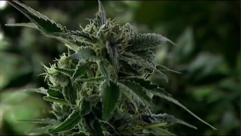 Florida voters reject measures to protect abortion rights and legalize