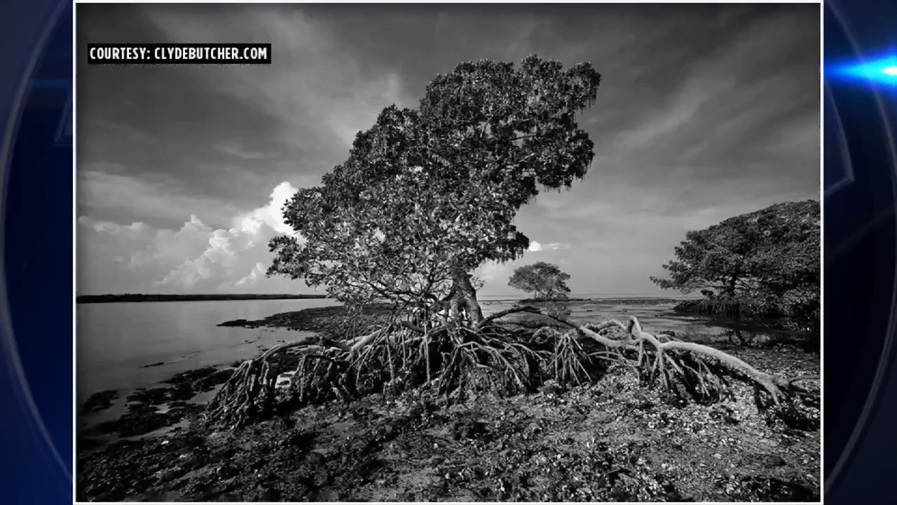 South Florida photographer awarded top honor for wildlife artwork and