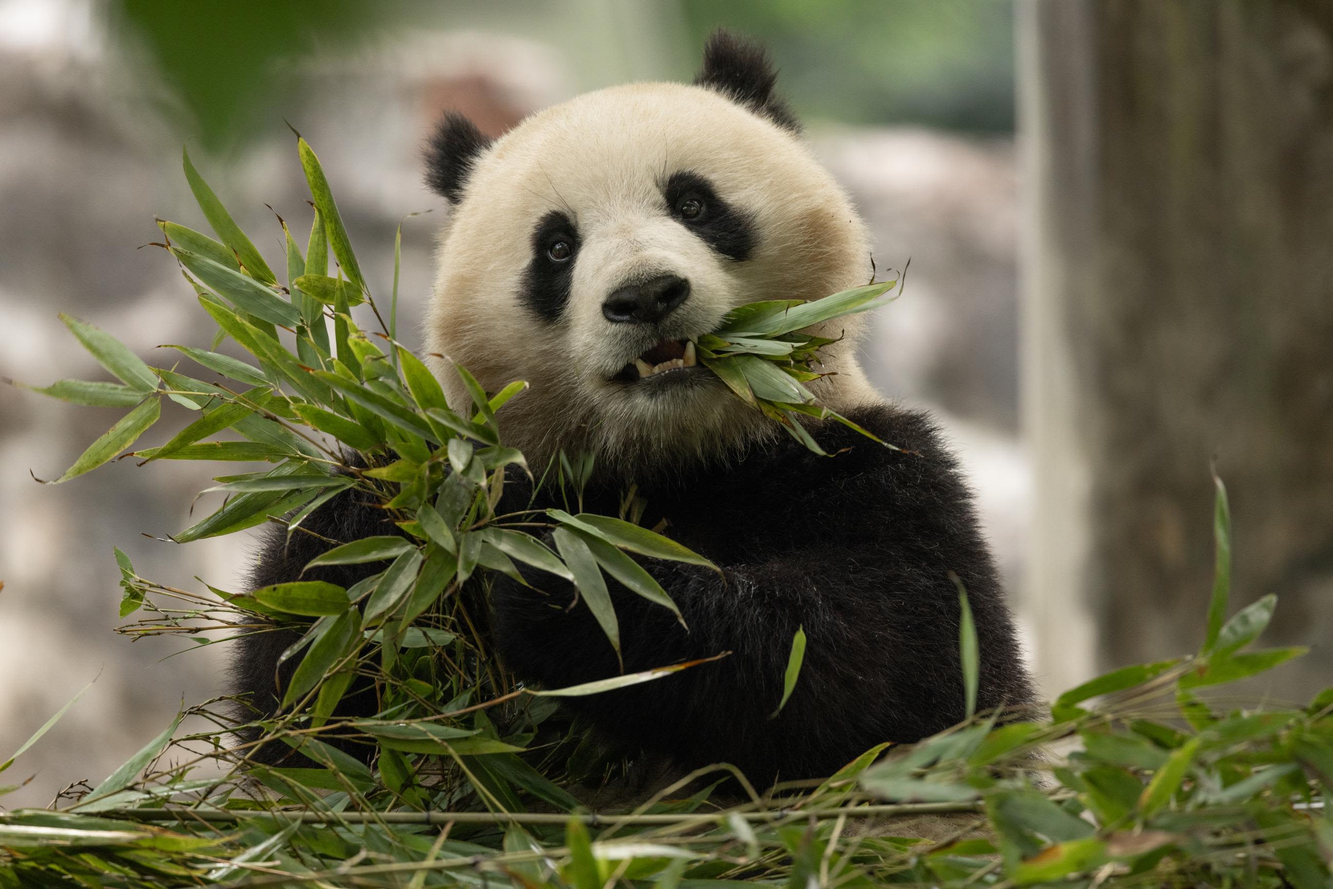 They Re Cute Cuddly And Coming To America China S Newest Panda They Re Cute Cuddly And Coming To America China S Newest Panda