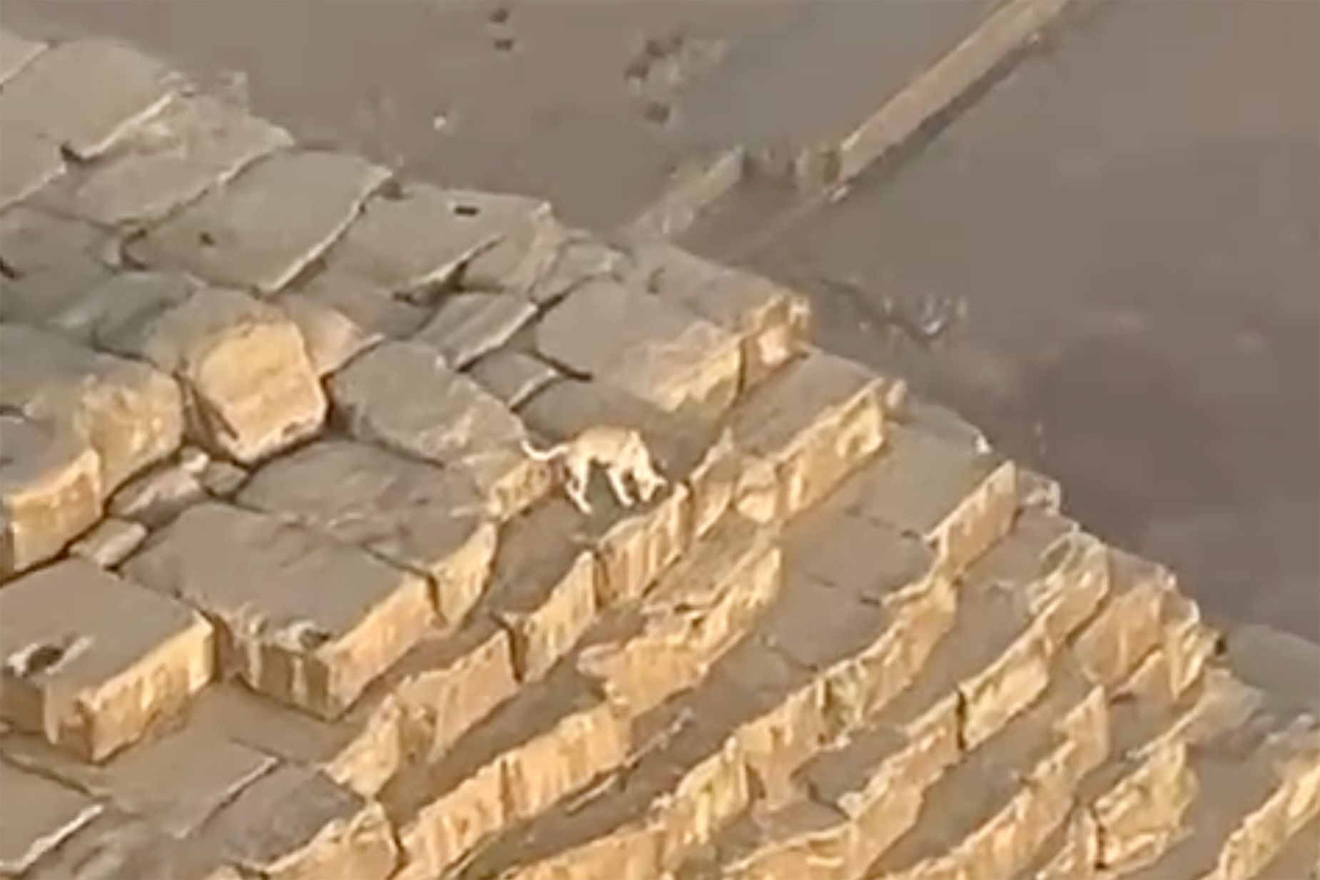 Dog spotted hanging out on top of ancient pyramid in Egypt WSVN 7News