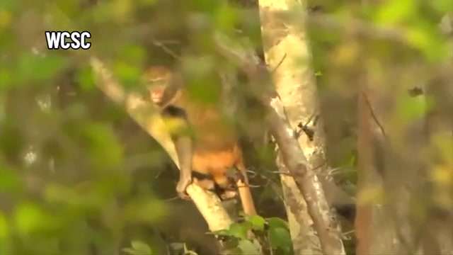 24 more monkeys that escaped from a South Carolina lab are recovered ...