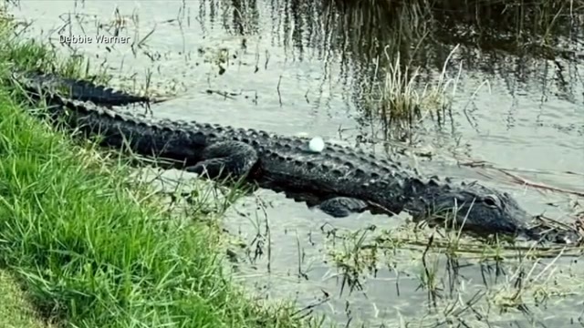 Historic Golf Shot: Golfer Hits Ball on Alligator’s Back in Naples