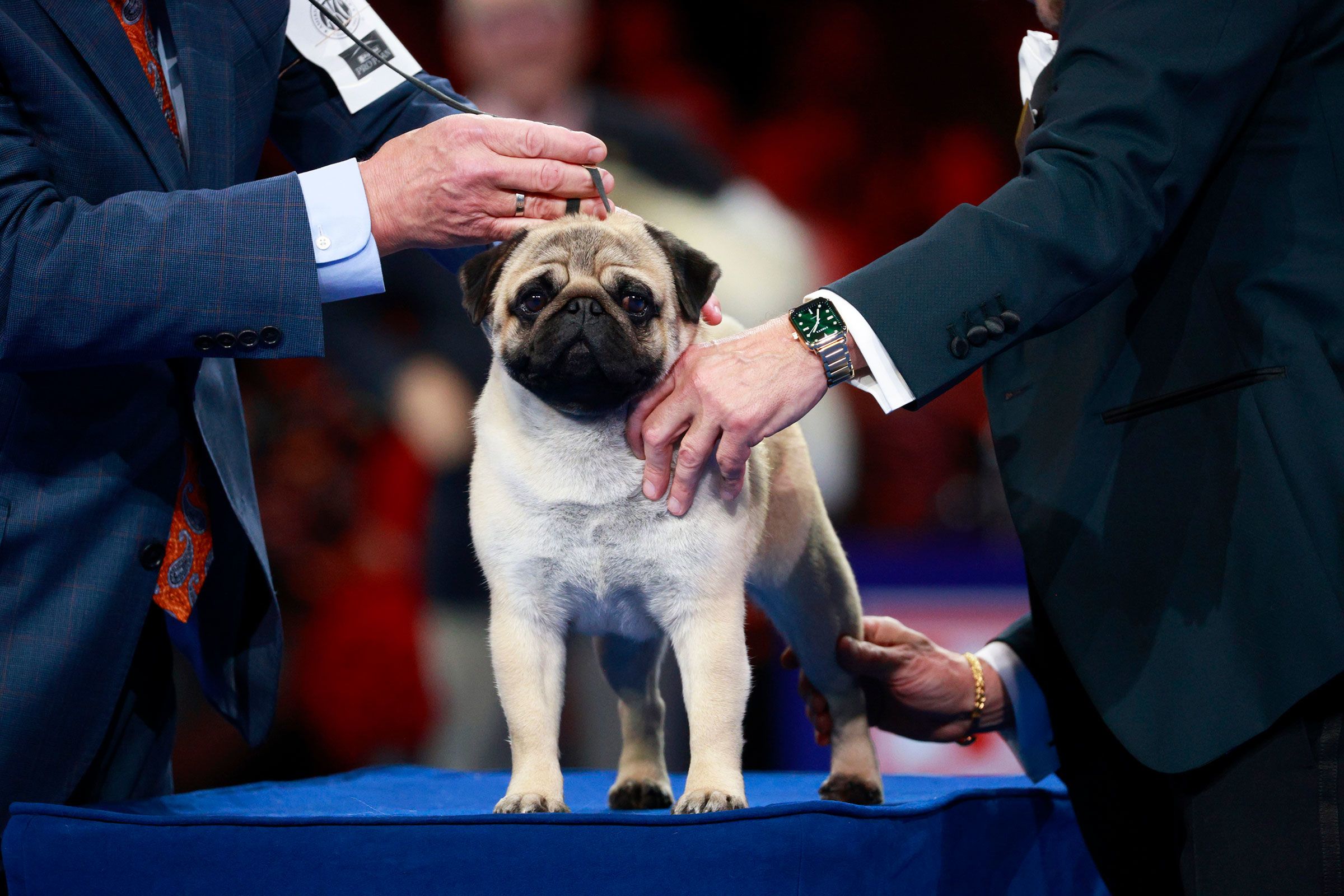‘Sympathetic eyes and a muscly stature’ Vito the pug wins National Dog Show WSVN 7News