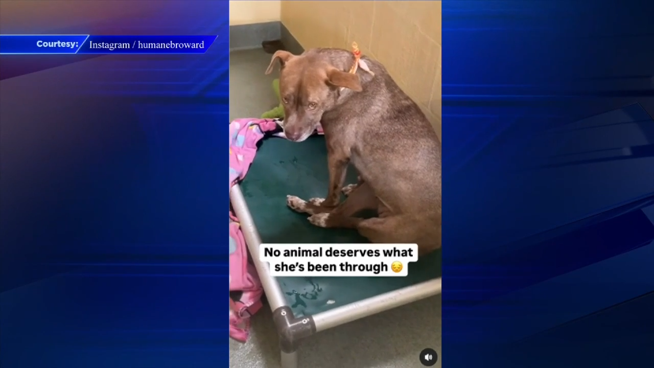 Humane Society of Broward rescues dog with bullet in leg – WSVN 7News | Miami News, Weather, Sports | Fort Lauderdale Humane Society of Broward rescues dog with bullet in leg – WSVN 7News | Miami News, Weather, Sports | Fort Lauderdale