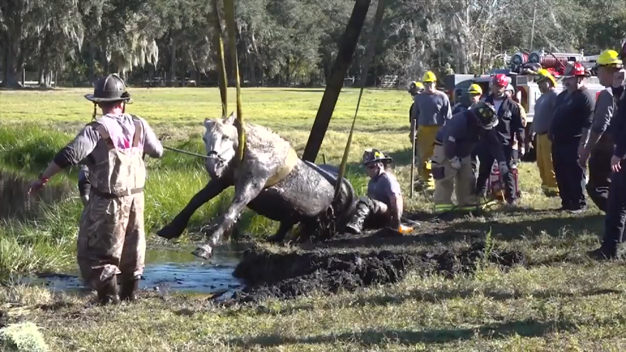 Firefighters rescue horse stuck in muddy pond in Seminole County - WSVN ...