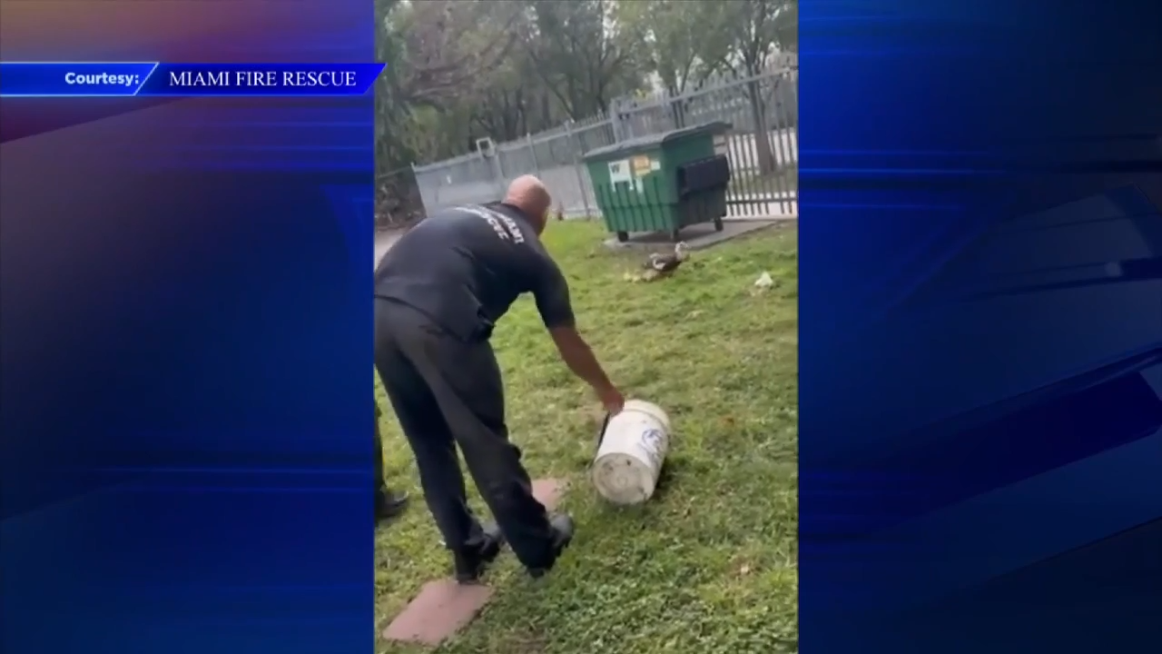 Miami Fire Rescue save ducklings in storm drain - WSVN 7News | Miami ...