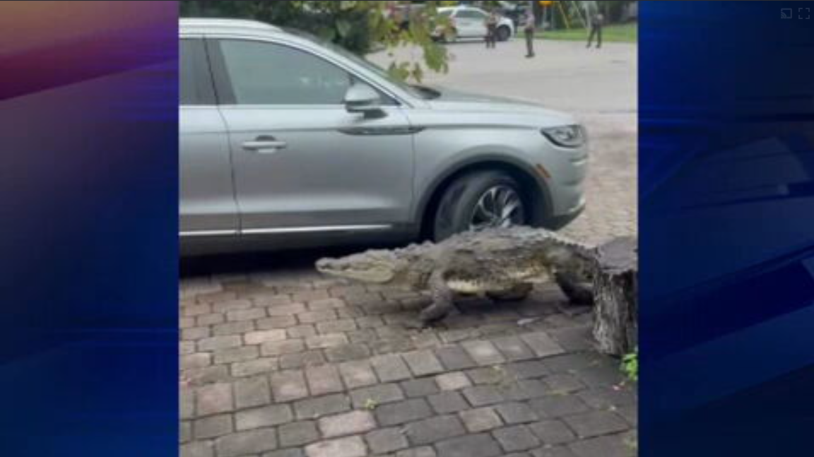 Community on high alert after crocodile is seen outside of home in NE Miami-Dade – WSVN 7News | Miami News, Weather, Sports