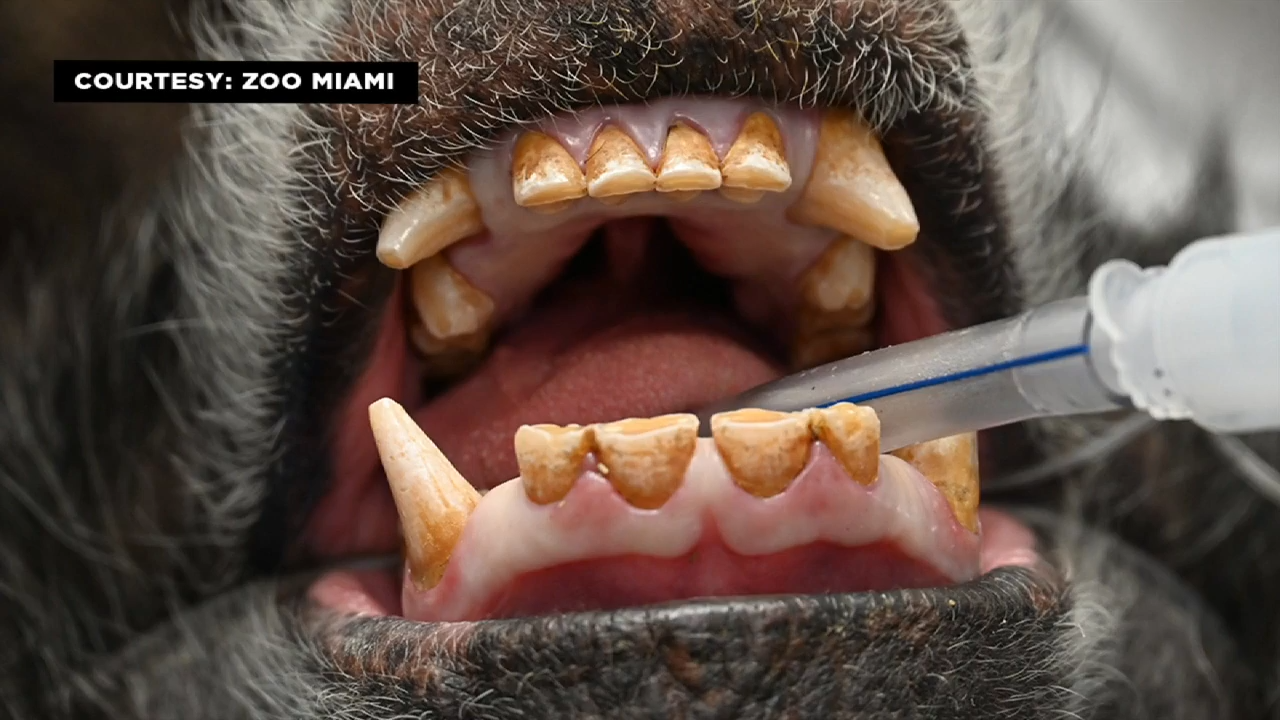 zoo miami 4th of july 2025