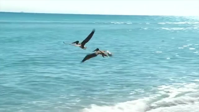 2 pelicans released after being treated by Pelican Harbor in Miami for fishing-related injuries – WSVN 7News | Miami News, Weather, Sports
