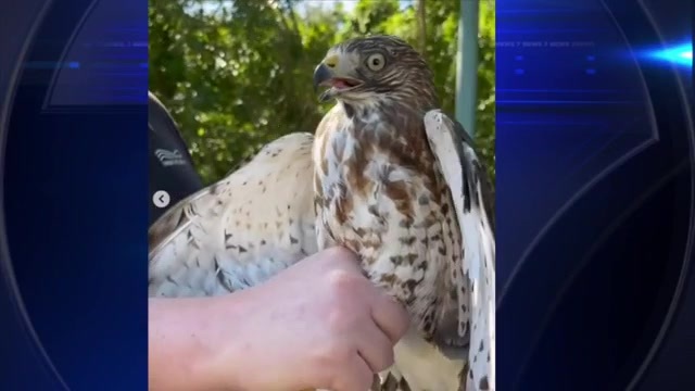 Pelican Harbor Seabird Station collaborating with Pennsylvania researchers on broad-winged hawk study – WSVN 7News | Miami News, Weather, Sports | Fort Lauderdale