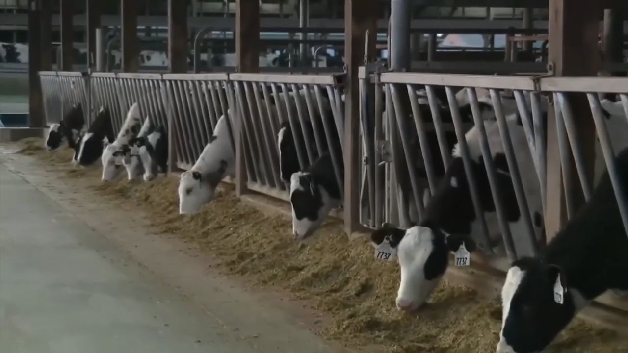 New strain of bird flu is detected in a Nevada dairy worker, CDC says ...
