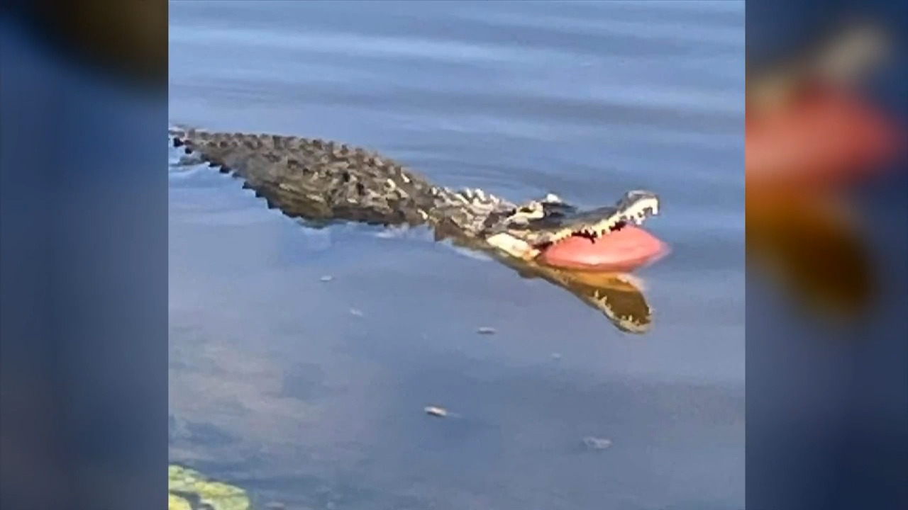 Collier County resident steps in to help alligator with football stuck in its mouth - WSVN 7News | Miami News, Weather, Sports
