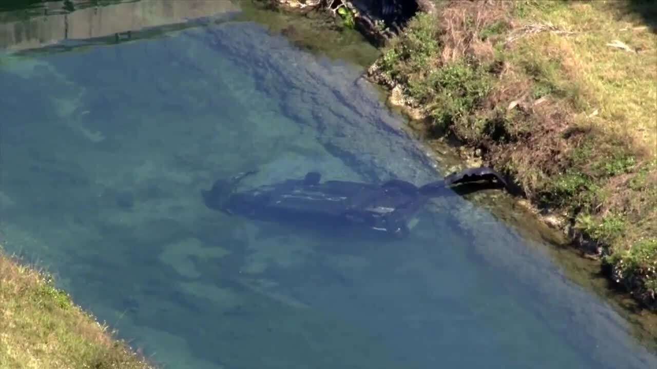 Driver dies after car plunges into canal in South Miami-Dade - WSVN ...