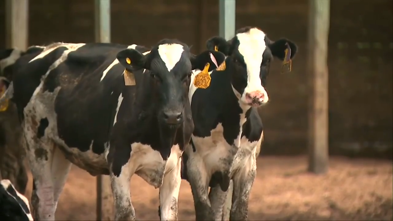 Second type of bird flu detected in US dairy cows - WSVN 7News | Miami ...