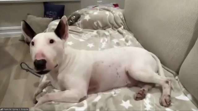 Dog found tied to fence as Hurricane Milton approached undergoes surgery to remove metal, plastic and rubber from belly – WSVN 7News | Miami News, Weather, Sports | Fort Lauderdale