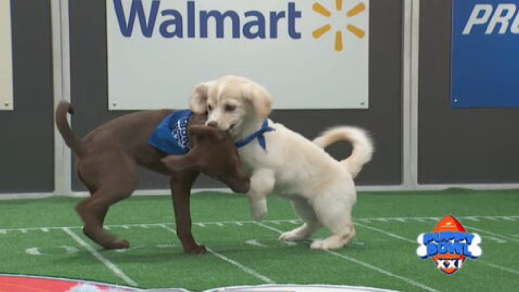 Puppy Bowl XXI to bring cuteness overload prior to Super Bowl LIX – WSVN 7News | Miami News, Weather, Sports | Fort Lauderdale