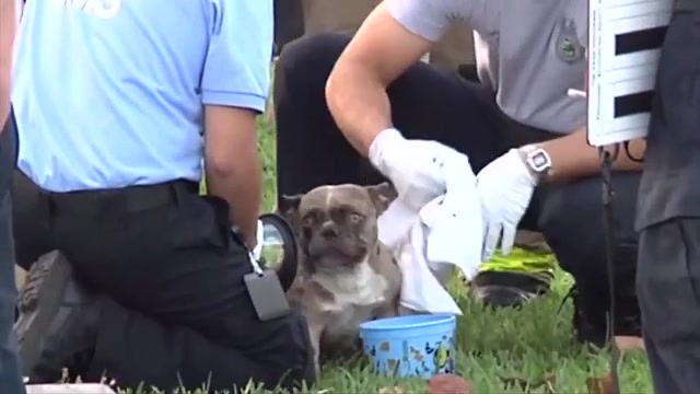Crews rescue dog after SW Miami-Dade home catches fire – WSVN 7News | Miami News, Weather, Sports