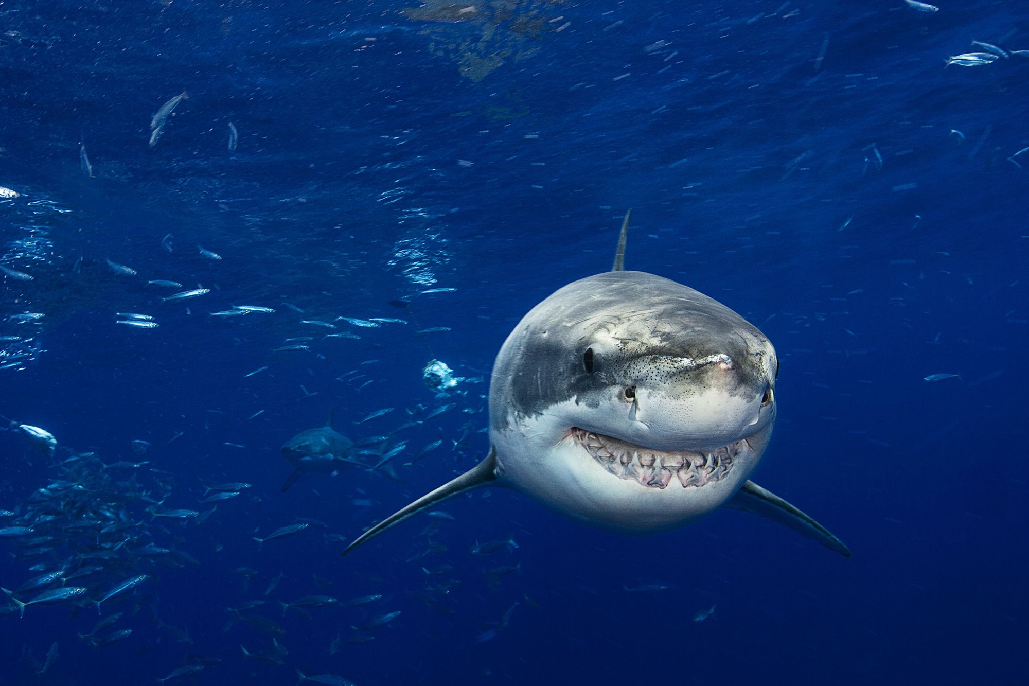 Incredible survival tales of animal encounters, from sharks to bears to bison – WSVN 7News | Miami News, Weather, Sports | Fort Lauderdale Incredible survival tales of animal encounters, from sharks to bears to bison – WSVN 7News | Miami News, Weather, Sports | Fort Lauderdale