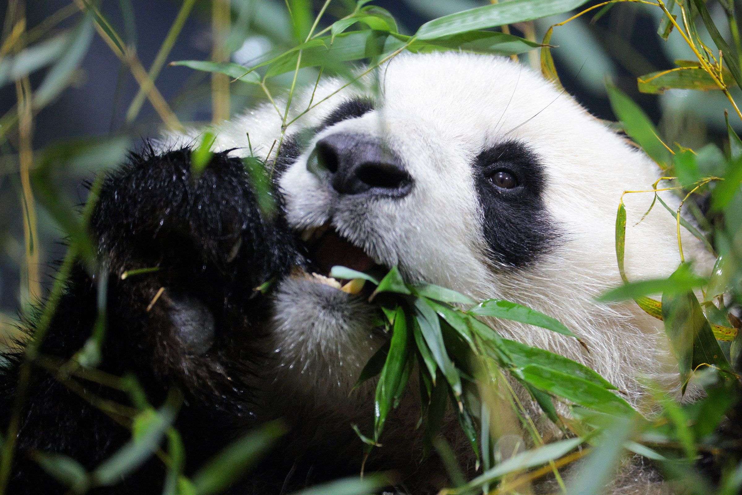 2 giant pandas arrive in Atlanta under a US-China government agreement