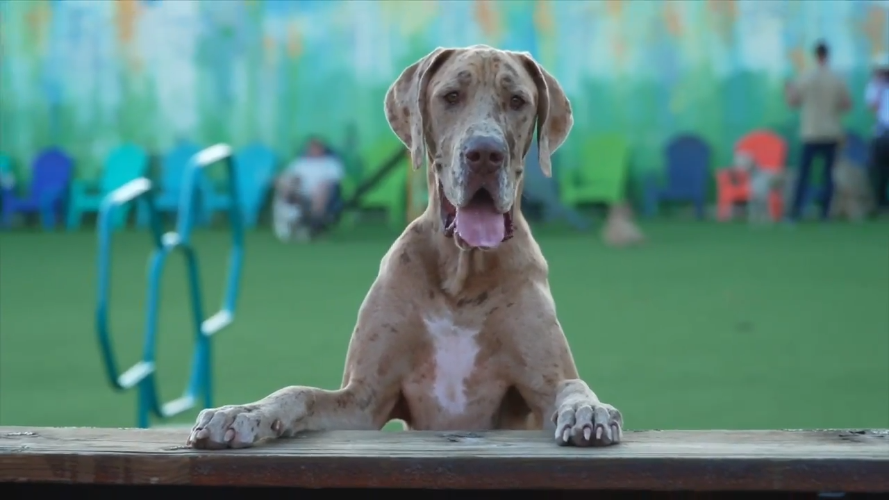 BarkYard n’ Brews in Fort Lauderdale hosts the first dog park and beer garden in South Florida – WSVN 7News | Miami News, Weather, Sports