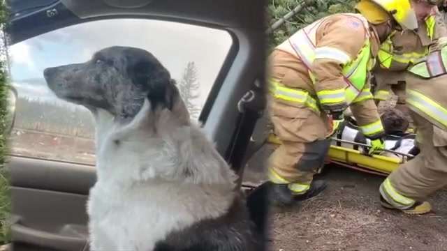 Man, dog rescued nearly 24 hours after truck after crashed off ...