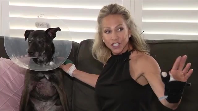 ‘Her whole head was inside its mouth’: Tampa dog owner pries gator’s jaws open to save her pet – WSVN 7News | Miami News, Weather, Sports