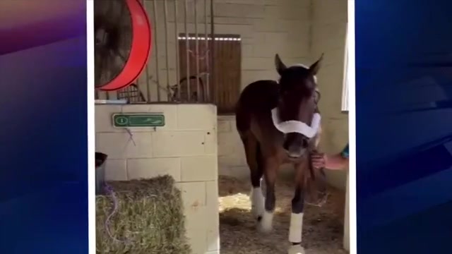 South Florida horse Neoequos competes in Kentucky Derby, finishes 13th after leading pack – WSVN 7News | Miami News, Weather, Sports | Fort Lauderdale