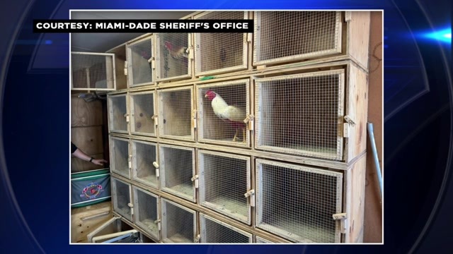 MDSO: 42 arrested after deputies bust cockfighting ring in SW Miami-Dade – WSVN 7News | Miami News, Weather, Sports