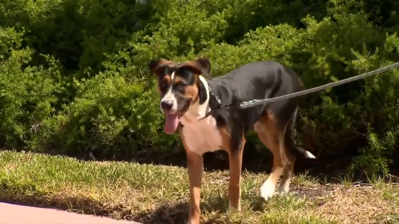 Good Karma Pet Rescue starts foster search for dog pulled from Fort Lauderdale canal – WSVN 7News | Miami News, Weather, Sports