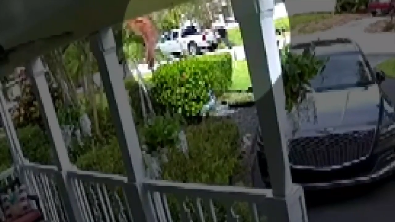 Man seen on video snatching 3 baby peacocks from Fort Lauderdale