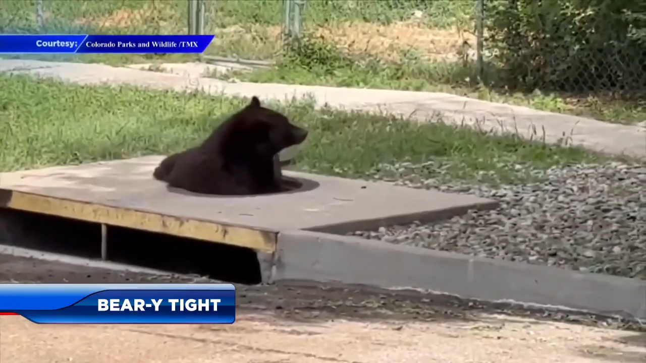 Crews rescue bear from storm drain in Colorado - WSVN 7News | Miami ...